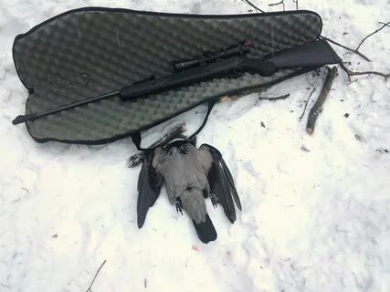 Отстрел птиц