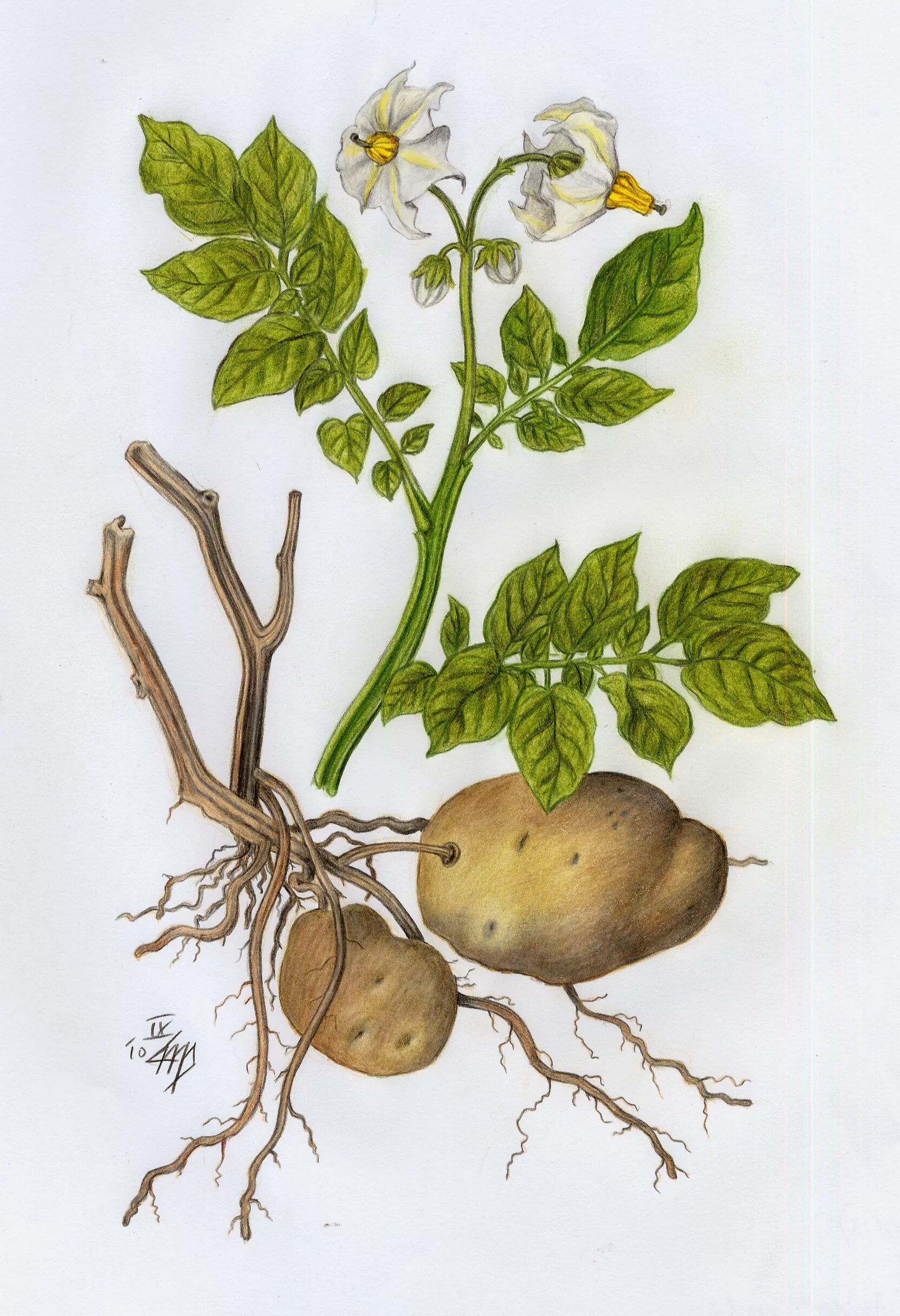 Семейство пасленовые картофель. Картофель культурное растение. Пасленовые растения. Признаки семейства пасленовые. Паслен клубненосный плод.