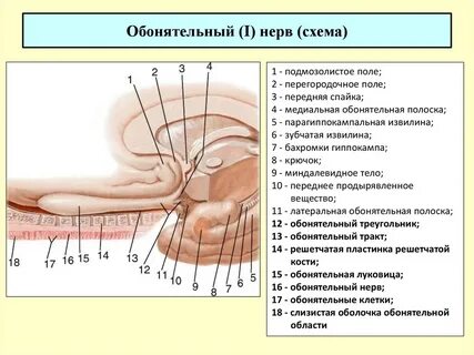 Рецепторы обонятельного нерва