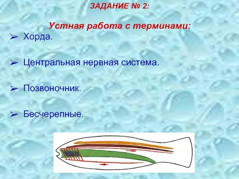 Какая нервная система у бесчерепных. Бесчерепные и позвоночные. нервная система бесчерепных. нервная система бесчерепных хордовых. бесчерепные и черепные таблица.