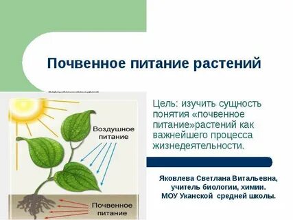 Какую роль в жизни почвенное питание