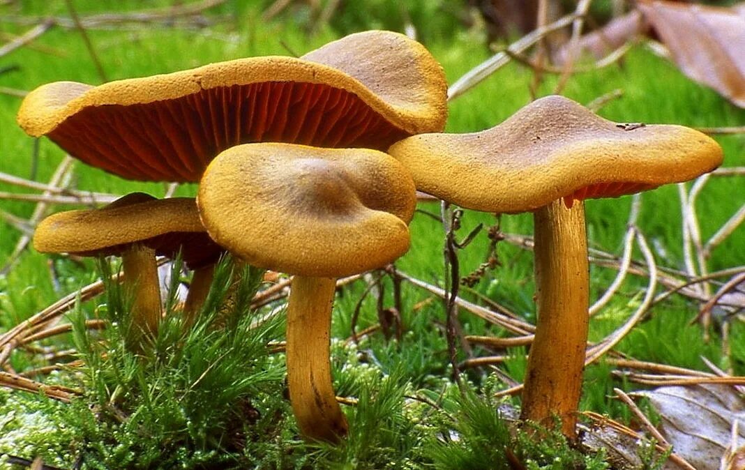 Ядовитые пластинчатые грибы. Паутинник краснопластинковый. Несъедобные пластинчатые грибы. Грибы пластинчатые грибы несъедобные. Cortinarius semisanguineus.