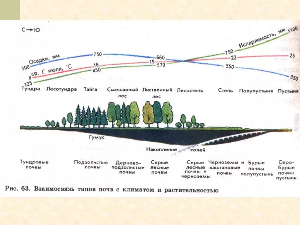 Почвы России схема. География 8 класс закономерности распространения почв. Закономерности распределения почв. Взаимосвязь типов почв с климатом и растительностью. Порядок почв с севера на юг