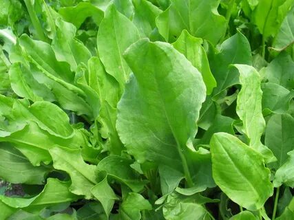 Семена фирменных серий: Щавель Толстолистный 1 кг - Интернет-магазин СеДеК