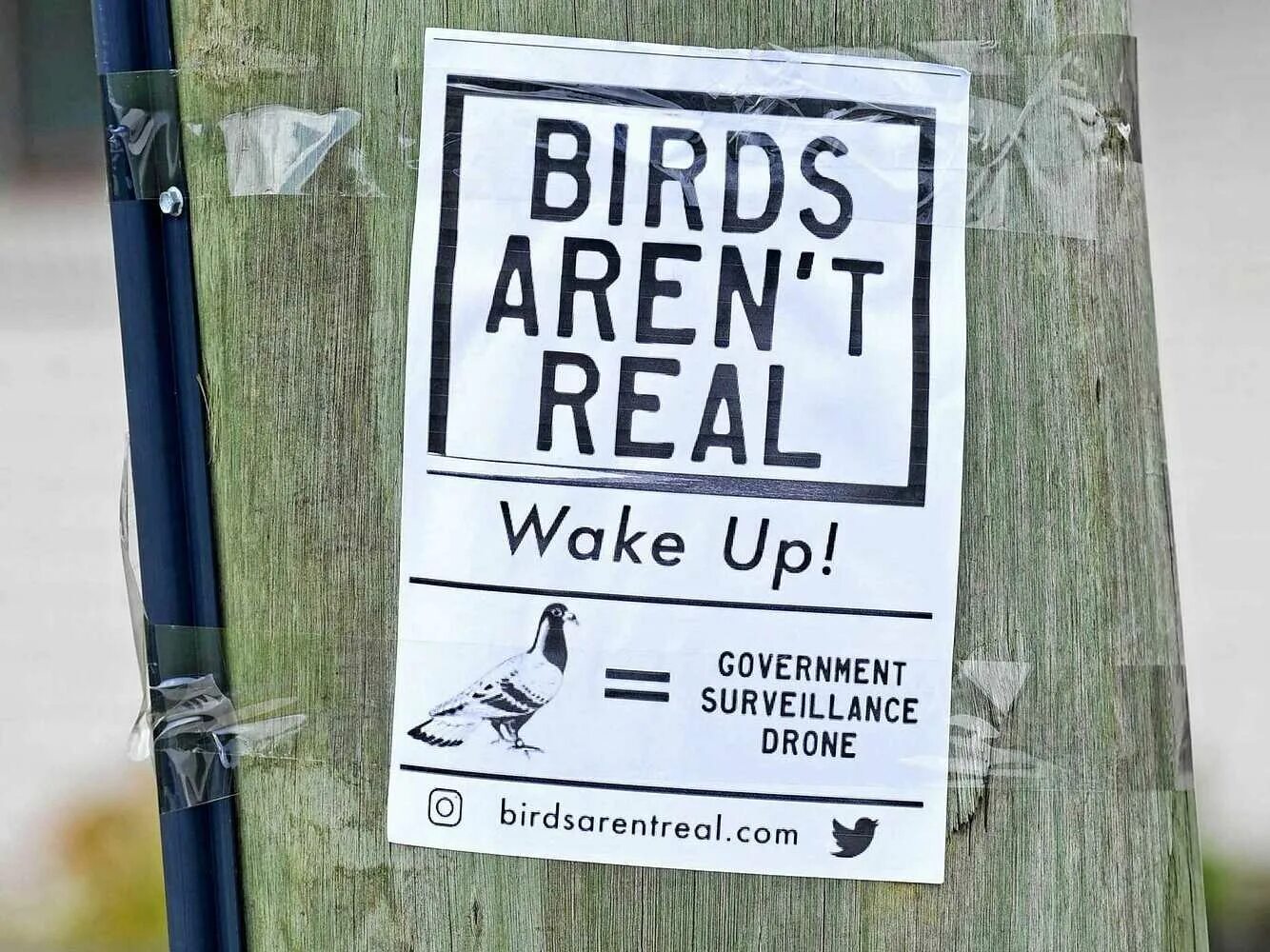 Aren t meaning. Birds arent real. birds are not real. birds are real. birds are real meme.