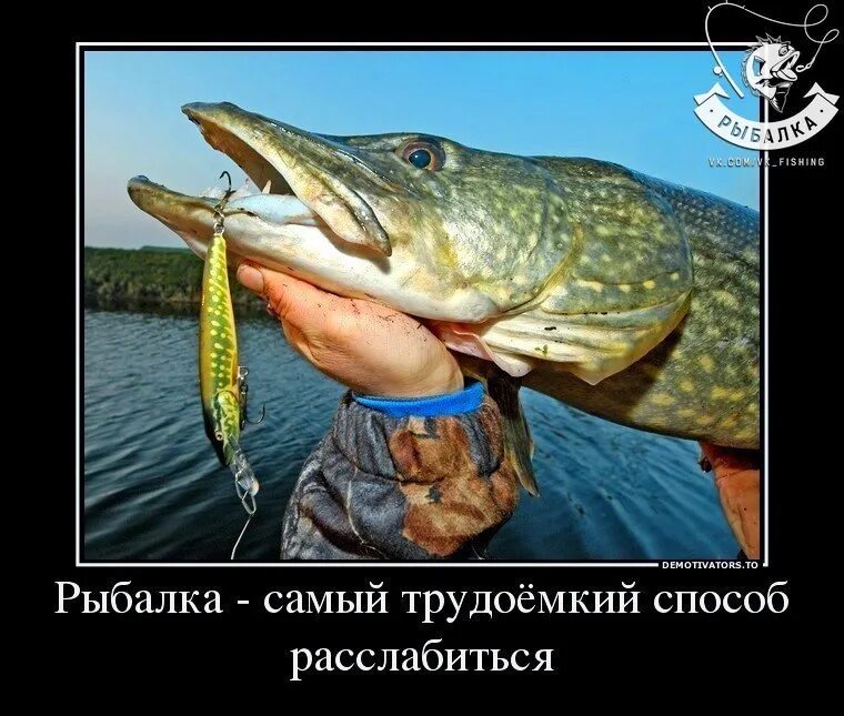 Начало ловить щуку. Щука. спиннинг для рыбалки на щуку. щука 600г. когда ловить щуку.