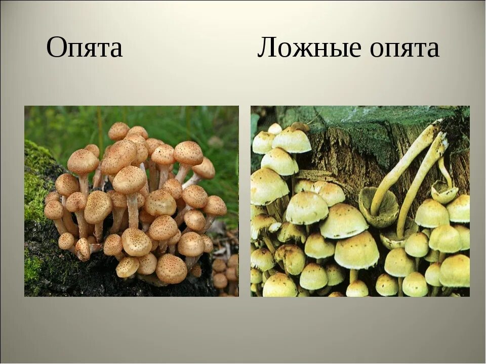 Как отличить опята от ложных опят. Опята грибы съедобные и ложные. ложные опята ложные опята ложные опята. опята ложные несъедобные. отличить ложные опята.