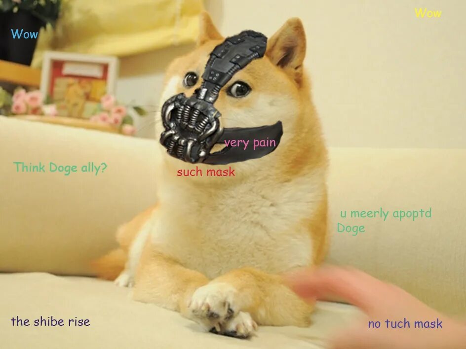 Ich such. Wow such doge. such wow much doge. doge wow such fun. wow such fame doge.