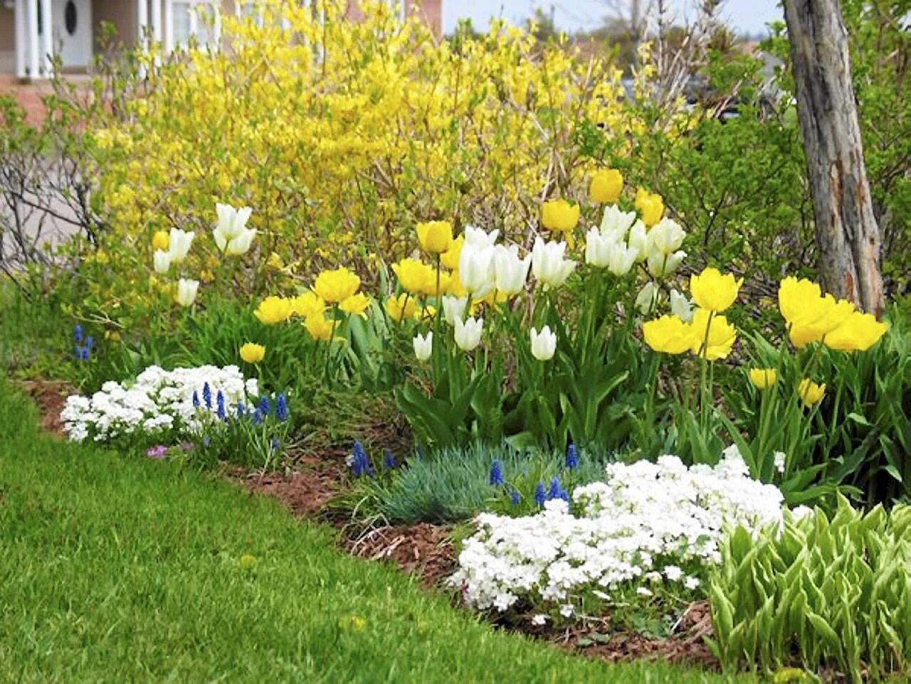 Весенние первоцветы в саду. Альпийская горка тюльпан Нарцисс Крокус. Ирис примула цветник. Примула в миксбордере. Миксбордер тюльпаны крокусы нарциссы.