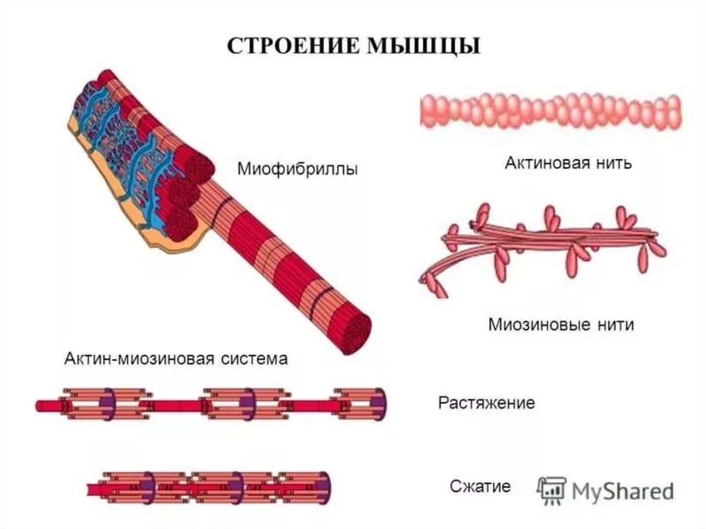 Строение мышечной ткани миофибриллы. Строение нити миофибриллы. Строение миофибрилл поперечно полосатой мышечной ткани. Строение миофибриллы рисунок. Актин ткань
