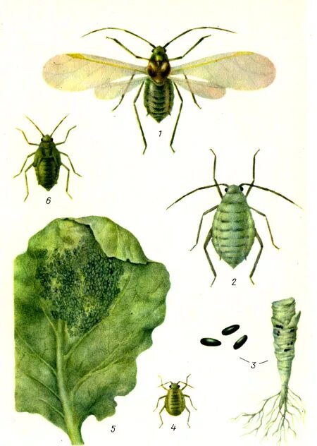 Тля садовая тип развития. Капустная тля (Brevicoryne brassicae.). Тля капустная Brevicoryne brassicae l.. Оранжерейная тля Тип развития. Капустная тля цикл развития.