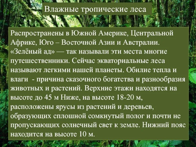 Характеристика тропических лесов. Характеристика тропического леса. Особенности влажных тропических лесов. Зона тропических лесов характеристики.