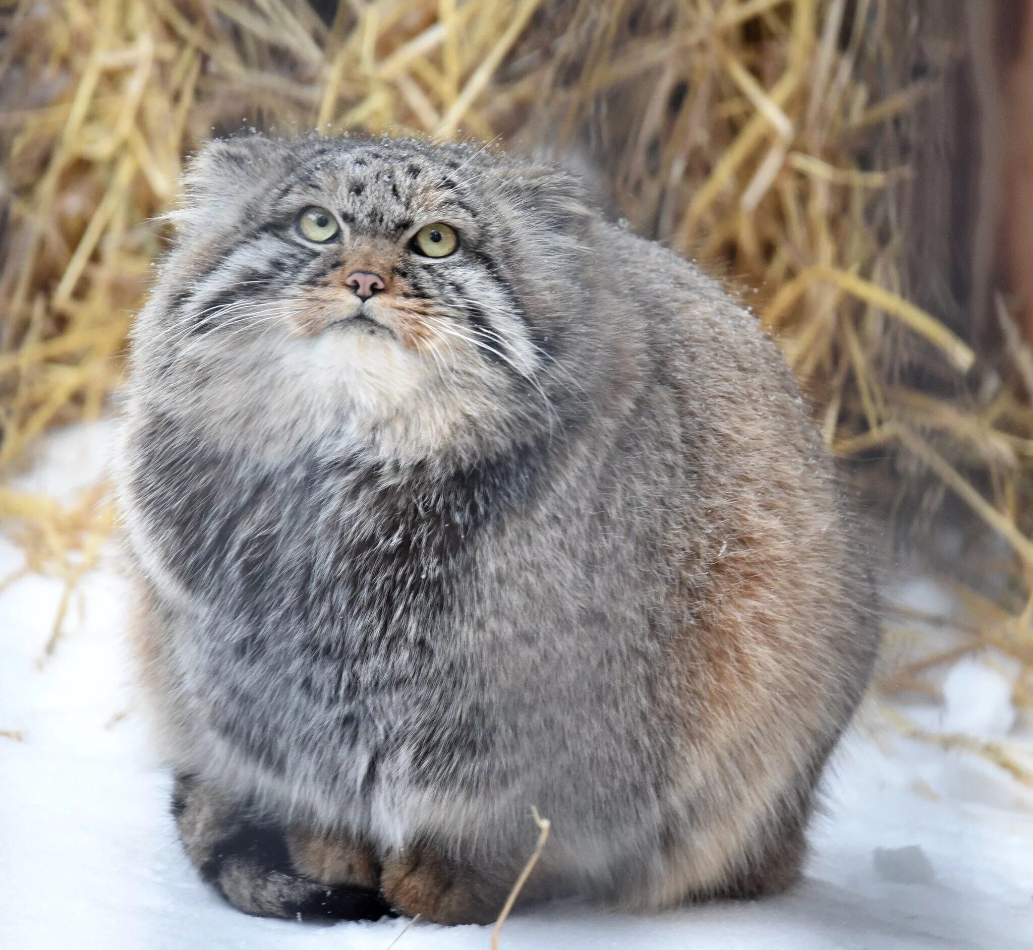 Мануалы cat