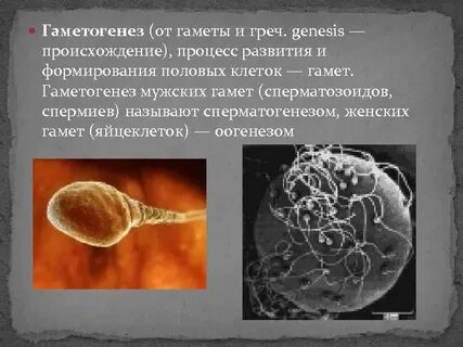 Возникновение полов