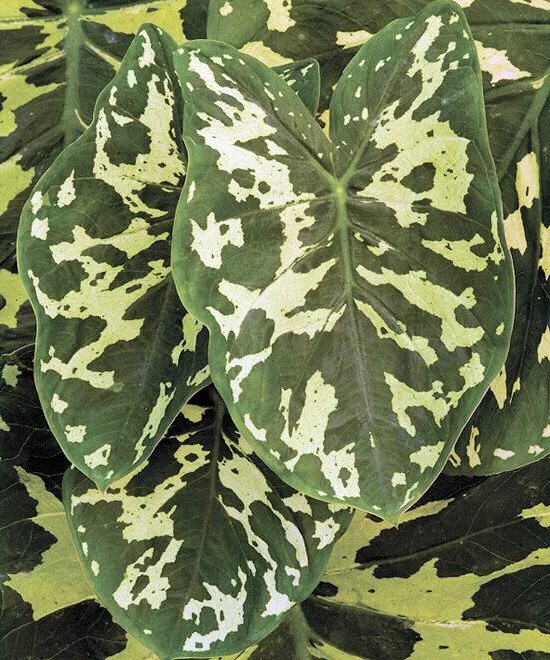 File:Starr 070906-8668 Hypoestes phyllostachya.jpg - Wikimedia Commons