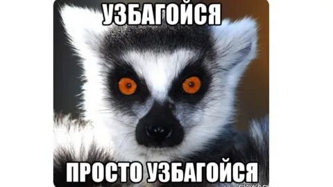 Какое животное говорить узбагойся мем