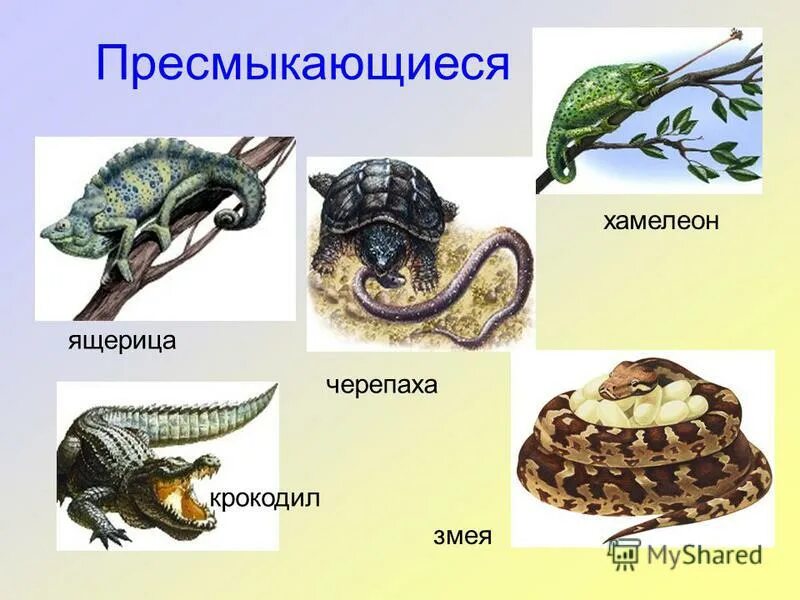 Метаморфозы пресмыкающихся. Пресмыкающееся для дошкольников. Земноводные и пресмыкающиеся. Земноводные и рептилии для детей. Мир животных земноводные и пресмыкающиеся рабочий лист.