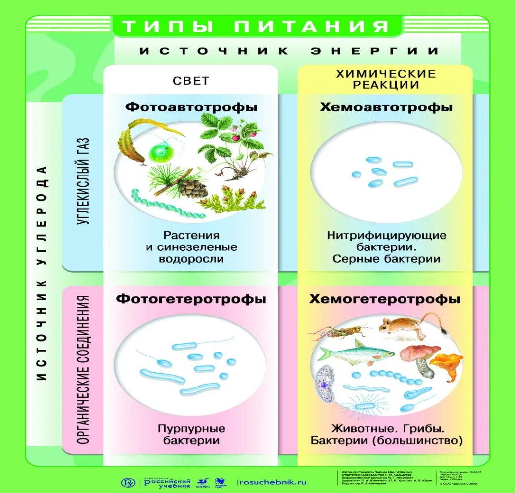 Схема питания организмов 10 класс. Типы питания организмов схема. Питание организмов 10 класс. Живые организмы по типу питания.