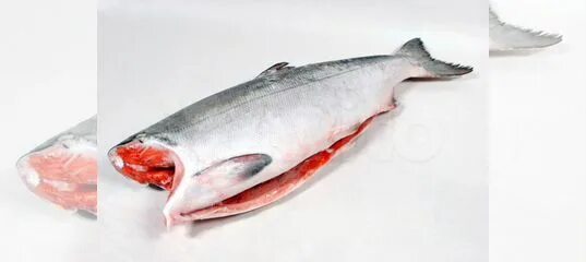 Форель чавыча. Chum salmon рыба. Лососевые кета. Рыба кета тихоокеанская. Кета рыба живая.