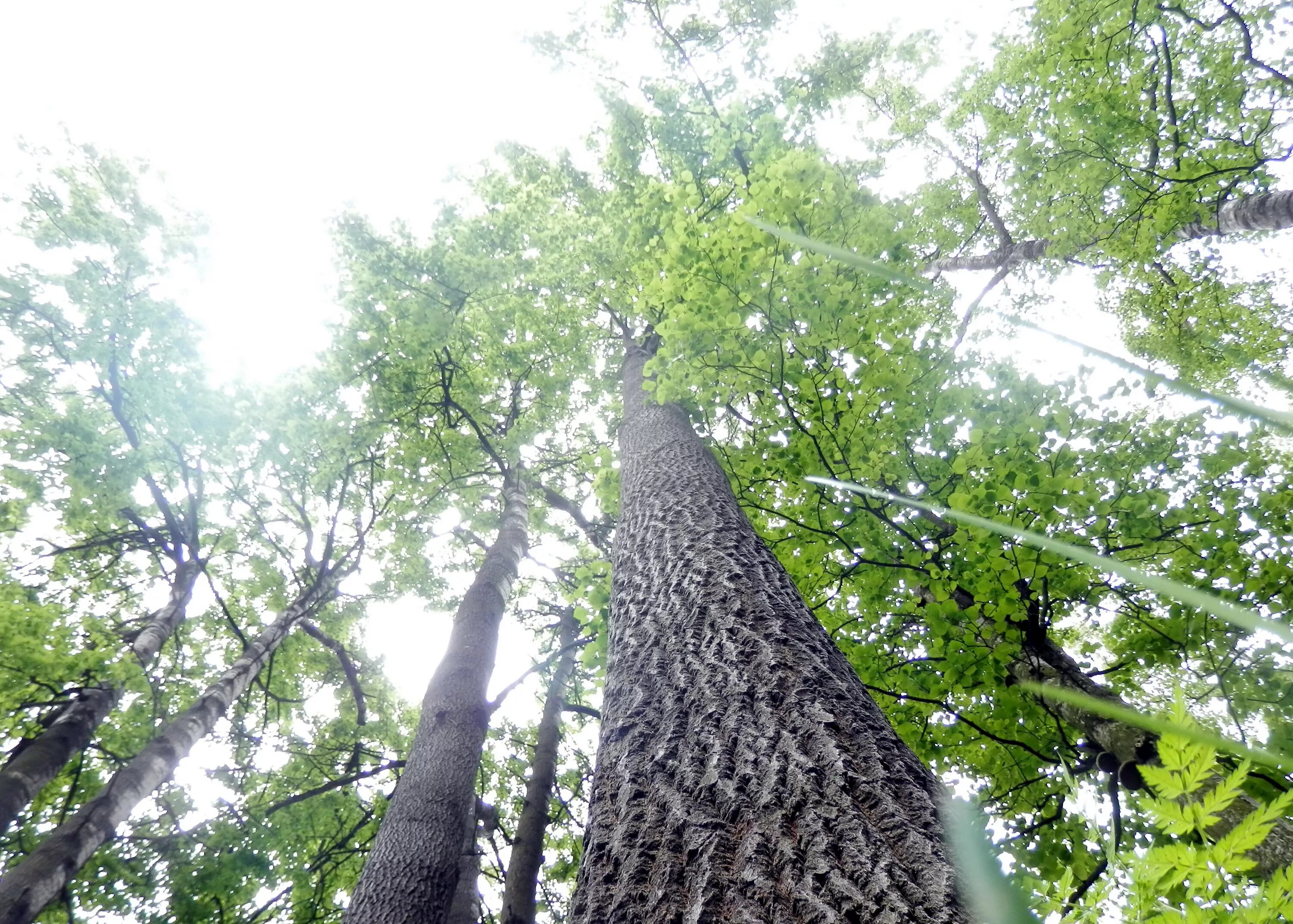 Береза-березовая роща, дуб-. Толстовский дуб в парке белоусова. Дуб под березой. Дуб и береза ясная поляна. Сосна и береза.