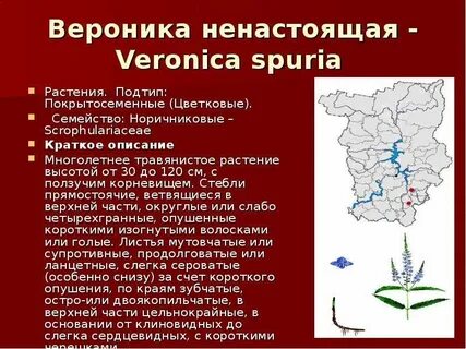 Пермские растения занесенные в красную книгу