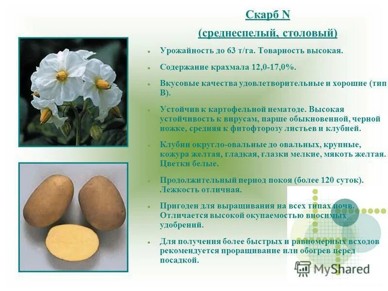 Беллароза картофель характеристика отзывы вкусовые. Картофель скарб описание. Сорт. Картофеля скарб характеристика. Беллароза картофель описание с фото. Картофель для пюре сорта.