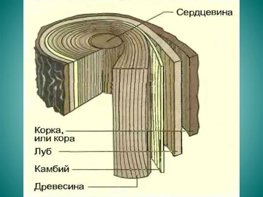 Сердцевина древесина камбий Луб. Луб древесина камбий.