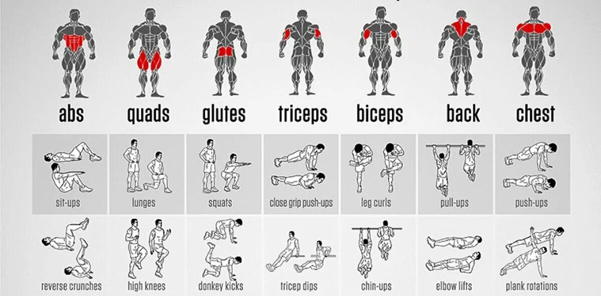 Программы тренировок на все группы. Упражнения на разные группы мышц. Комплекс упражнений на группы мышц. Упражнения на различные группы мышц. Тренировки на разные группы мышц.