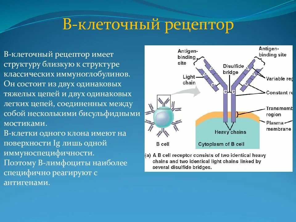Функции рецепторов клетки