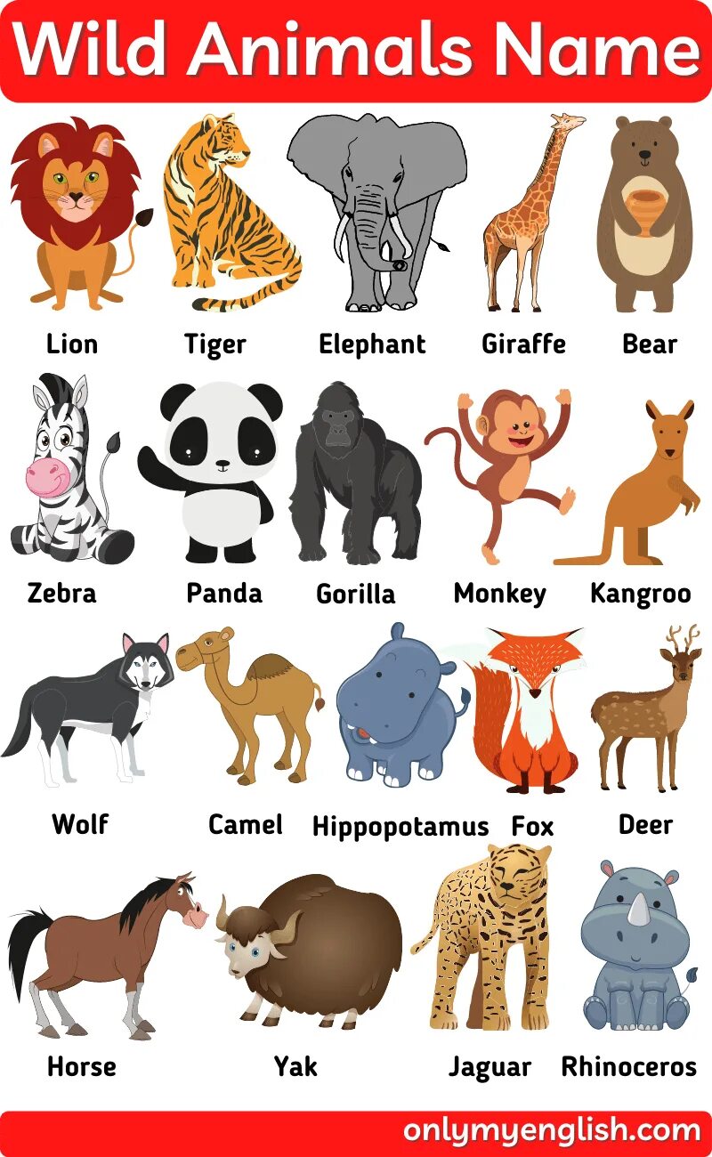 Имя animals