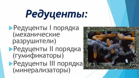 Растения являются редуцентами