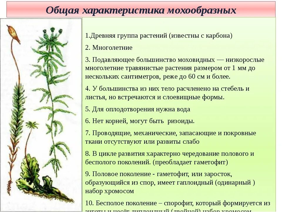 Приведите 3 примера мхов. Особенности строения моховидных растений. Отдел мохообразные общая характеристика. Мохообразные высшие споровые растения характеристика. Мхи Моховидные особенности строения.