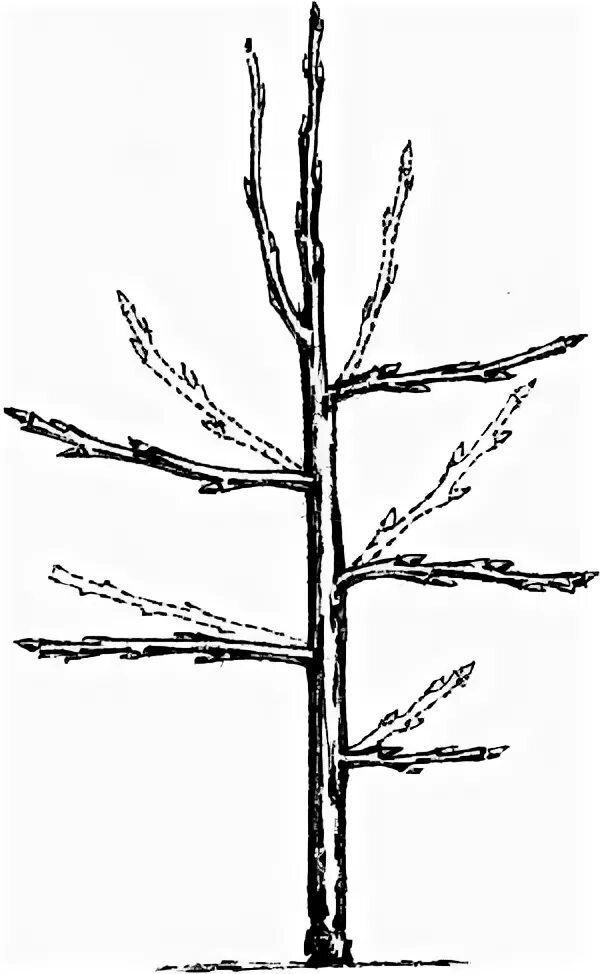 Строение побега без подписей. На ее светлом вертикальном побеге. На ее светлом вертикальном побеге. Отгибание веток груши. На ее светлом вертикальном побеге.