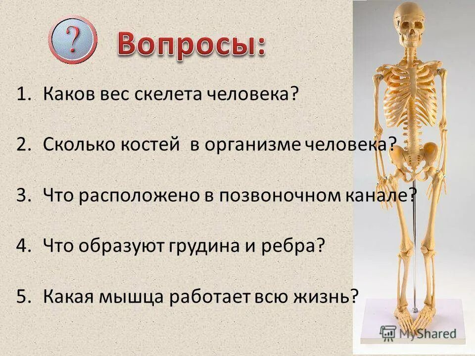 Какие кости самые крепкие. Костей в организме человека. Сколько костей у человека взрослого. Костей в теле человека. Количество костей в скелете человека.