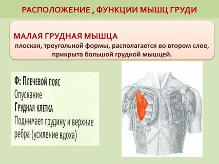 Функции больше мышцы