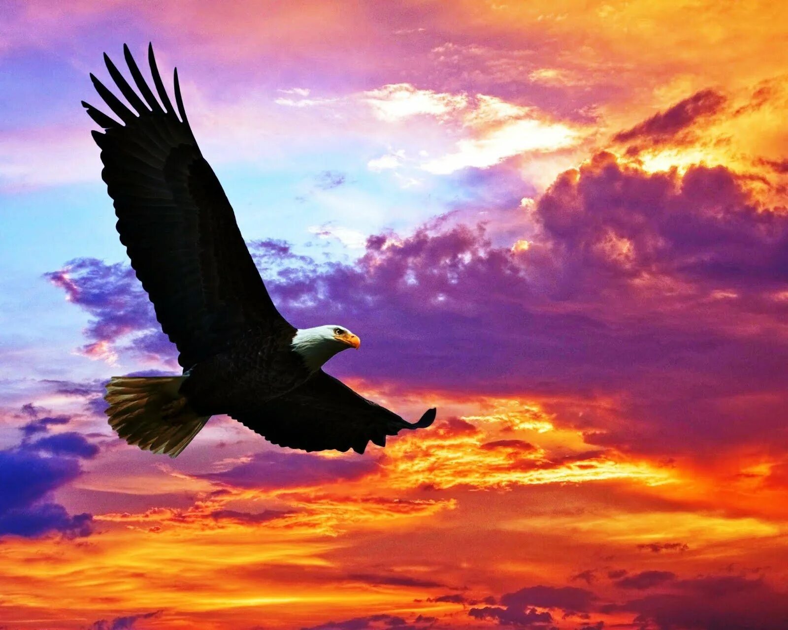 "Белоголовый Орлан". Орел в небе. Орел на закате. Парящая птица.