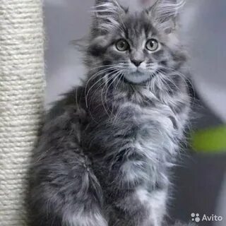 Сибирский кун