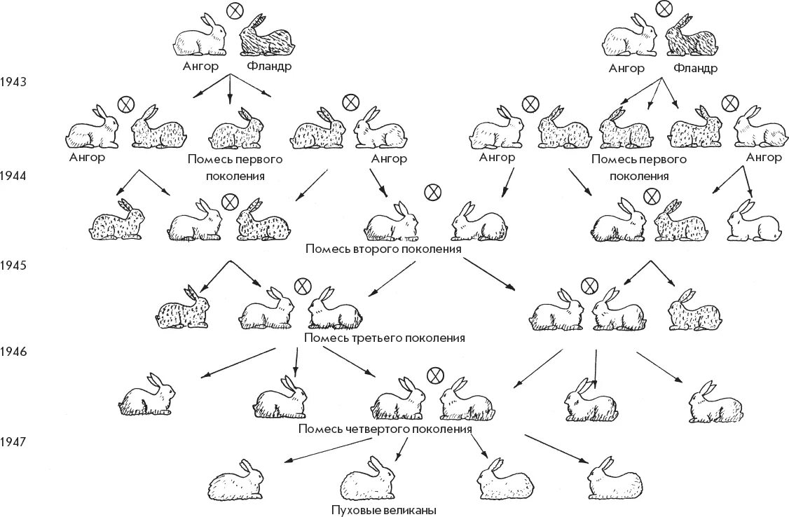 Таблица скрещивания пород кроликов. Межпородное скрещивание кроликов таблица. Схема разведения кроликов. Схема скрещивания кроликов.