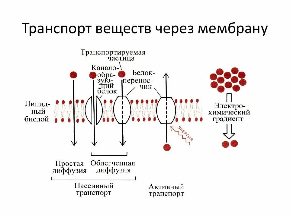 Виды активного транспорта веществ через мембрану клетки. Активный транспорт веществ через мембрану схема. Термины характеризующие транспорт веществ через мембраны. К активному транспорту веществ через мембрану клетки относятся.