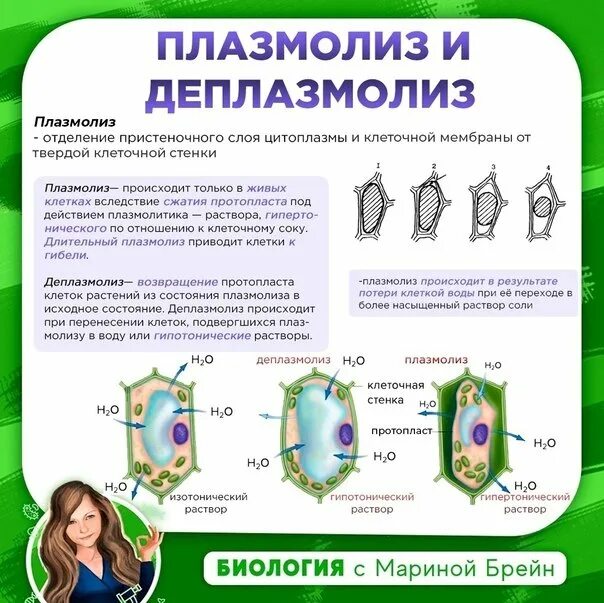 Плазмолиз и деплазмолиз лабораторная работа. Деплазмолиз растительной клетки. плазмолиз и деплазмолиз. плазмоптис и плазмлоиз. явление плазмолиза и деплазмолиза в растительной клетке.