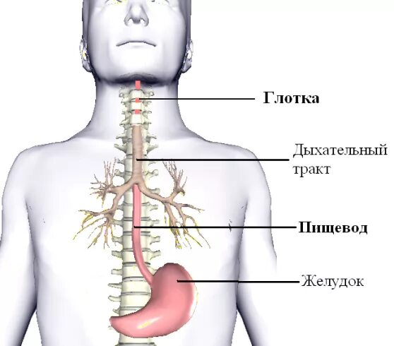 Пищевод находится. Расположение желудка и пищевода. Трахея и пищевод расположение. Гдгде находится пищевод. Расположения пищевода и трахеи желудка.