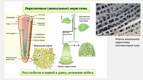 Апикальная меристема функции