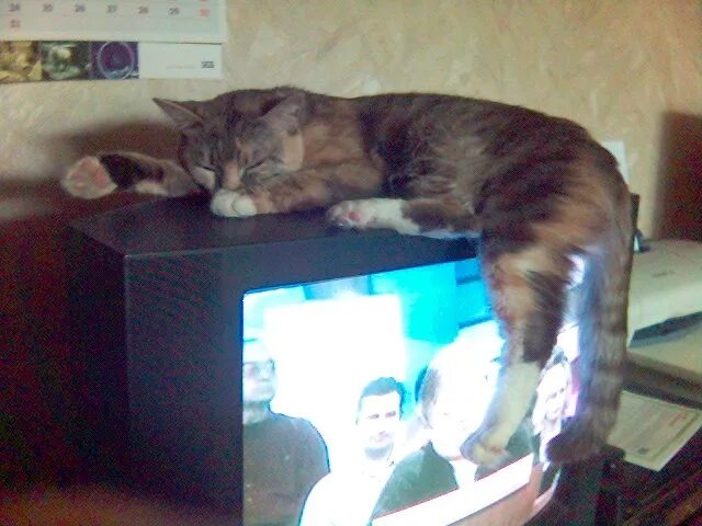 Кошка на телевизоре. Коты и телевизор. Кот лежит на телевизоре.