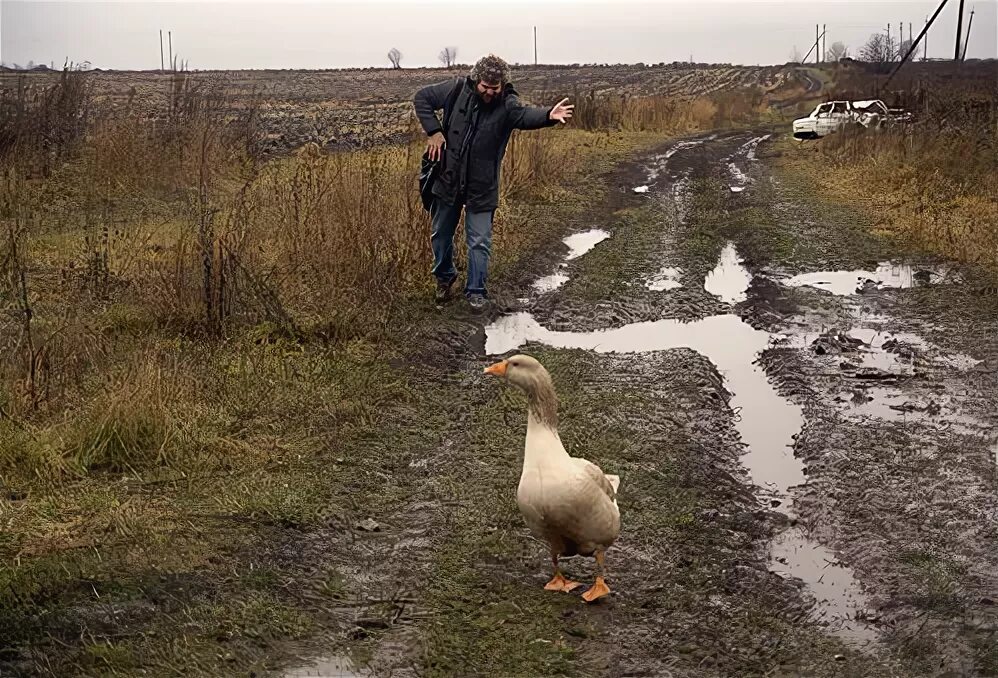 Как гуси рим спасли толстой. Спасение рима гусями. Как гуси рим спасли. Спасенный гусями 3. Древний рим гуси спасли рим.