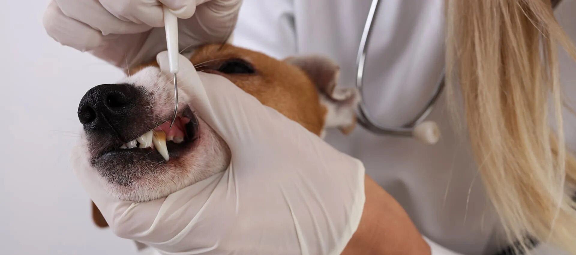 Почему у собаки пена у рта. Гиперплазия дёсен у собак. Ветеринарная стоматология.