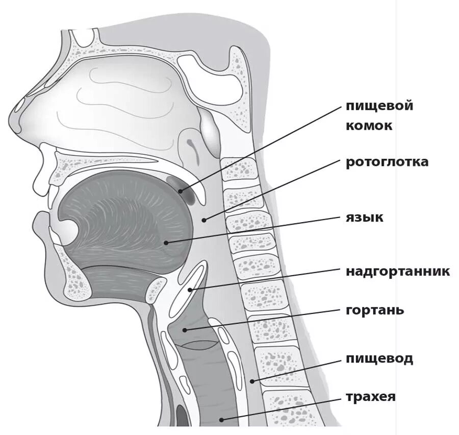 Носоглотка ротоглотка гортань. Горло гортань глотка анатомия. Глотка ротоглотка анатомия. Ротоглотка и носоглотка анатомия. Глотка схема