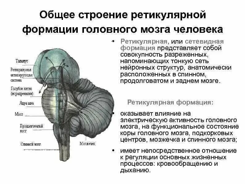 Ретикулярная формация головного мозга. Общая схема строения ретикулярной формации. Функции ретикулярной формации ствола мозга. Строение ретикулярной формации продолговатого мозга.