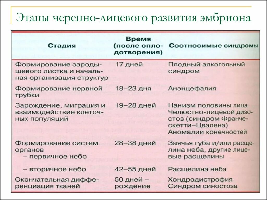 Этапы черепно-лицевого развития. Основных стадий черепно−лицевого развития. Этапы развития челюстно лицевой области. Формирование челюстно лицевой системы у эмбриона.