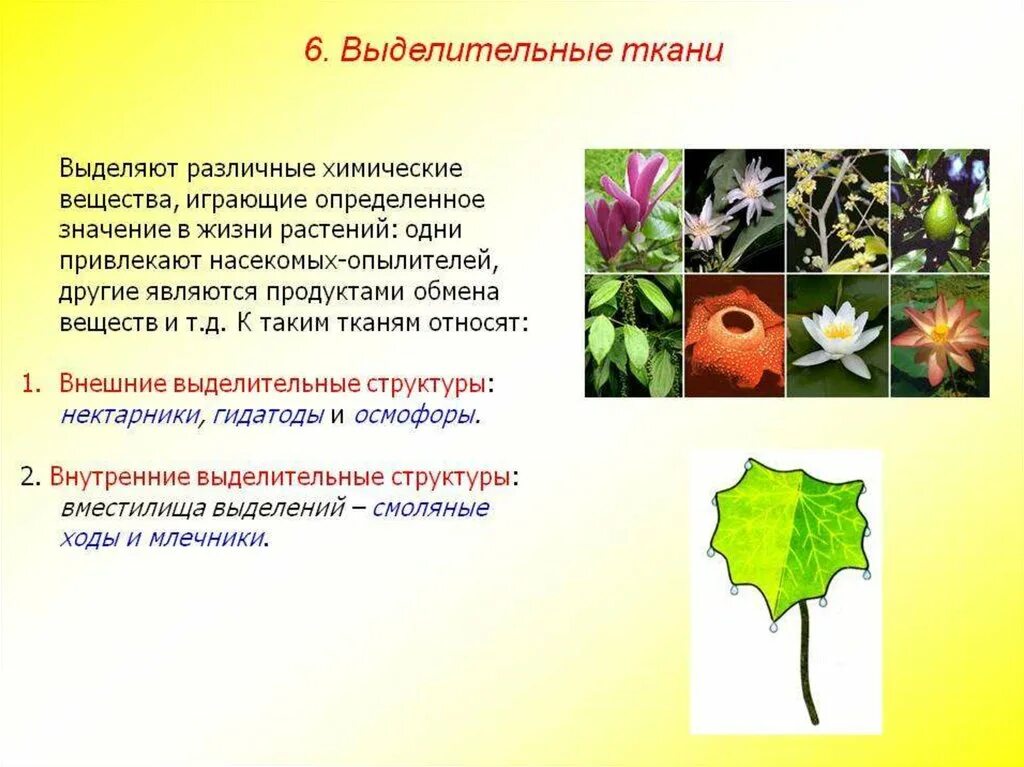 Выделительные ткани внешней секреции растений. Ткани растений выделительная ткань таблица. Выделительная ткань растений. Выделительные ткани растений млечники.