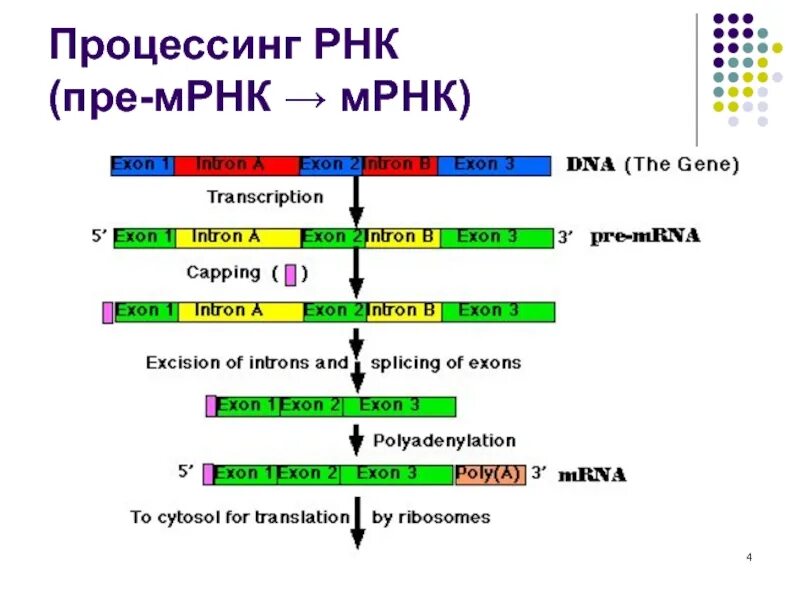 Процесс созревание рнк. Схема процессинга РНК. Схема процессинг м РНК. Процесс образования матричной РНК. Матричная РНК схема.